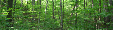 Beech-maple forest