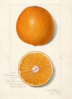 Thompson's Navel (orange), A. Newton, 1915